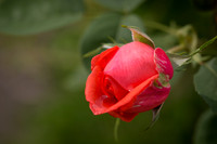 VERA