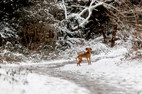 forest_feb_21